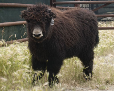 black yak heifer Spring Brook Ranch